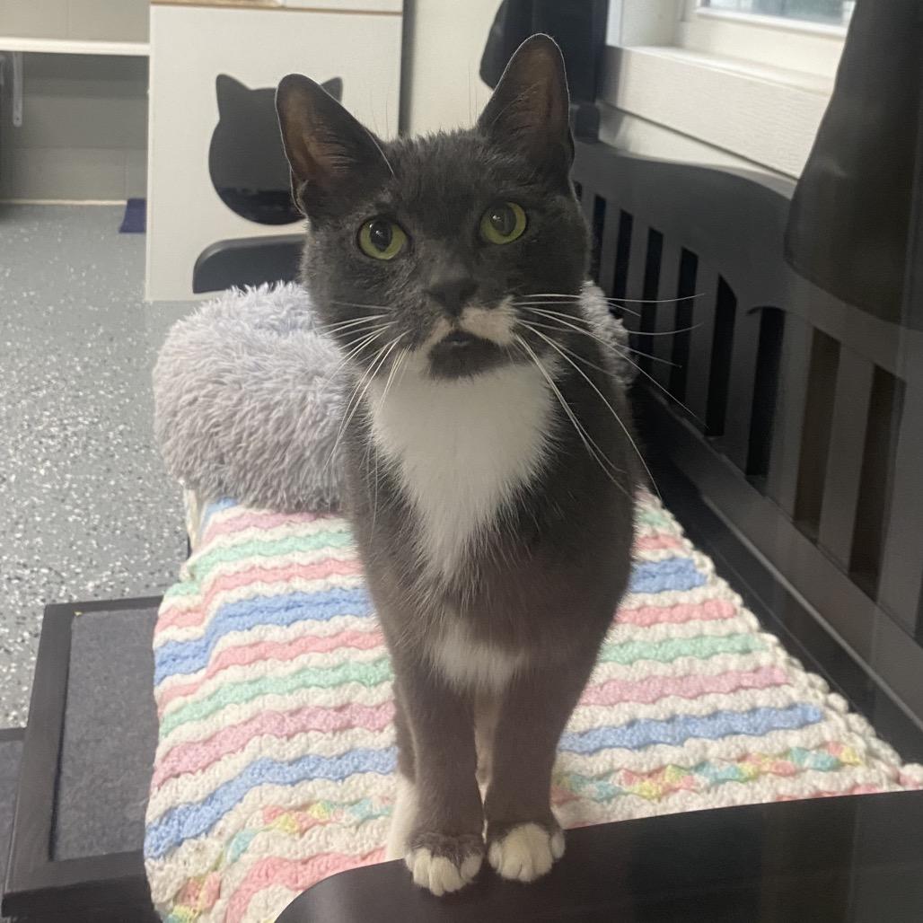 Mr.Monet, Adoptable, Senior Male Domestic Short Hair.