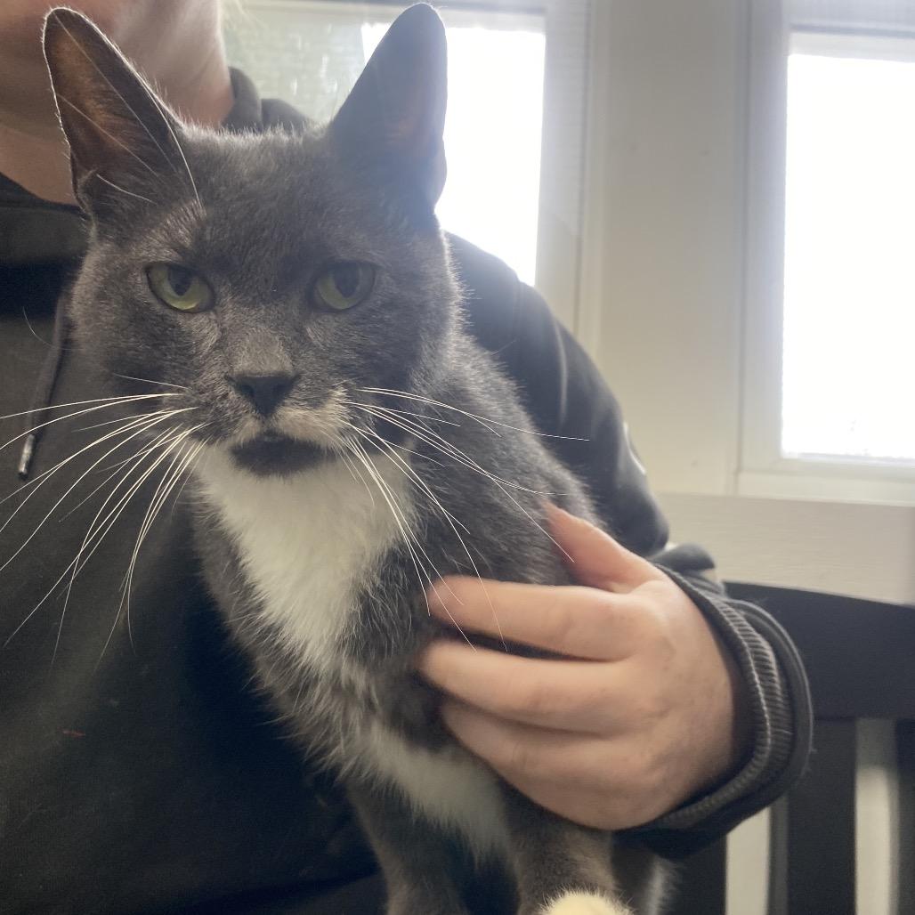 Enlarge Mr.Monet, a Adoptable Domestic Short Hair in Canastota, NY image 2/6