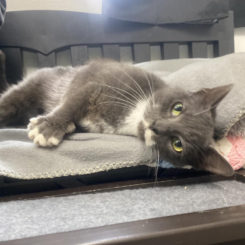 Enlarge Mr.Monet, a Adoptable Domestic Short Hair in Canastota, NY image 3/6