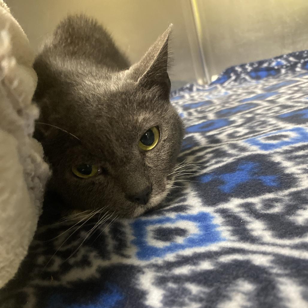 Mr.Monet, Adoptable, Senior Male Domestic Short Hair.