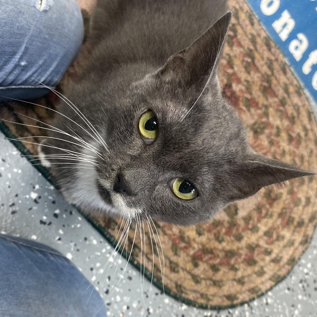 Enlarge Mr.Monet, a Adoptable Domestic Short Hair in Canastota, NY image 4/6