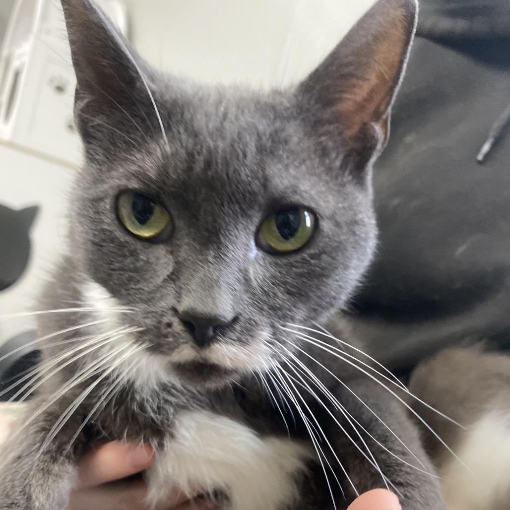 Enlarge Mr.Monet, a Adoptable Domestic Short Hair in Canastota, NY image 5/6