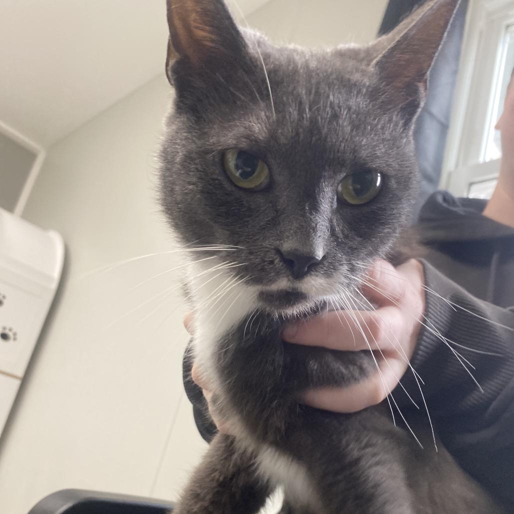 Enlarge Mr.Monet, a Adoptable Domestic Short Hair in Canastota, NY image 6/6