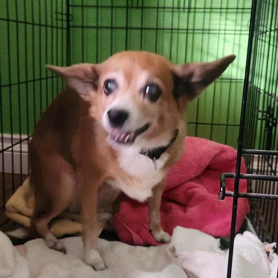 Enlarge Heather Pines F NV, a Adoptable Chihuahua in Las Vegas, NV image 3/6