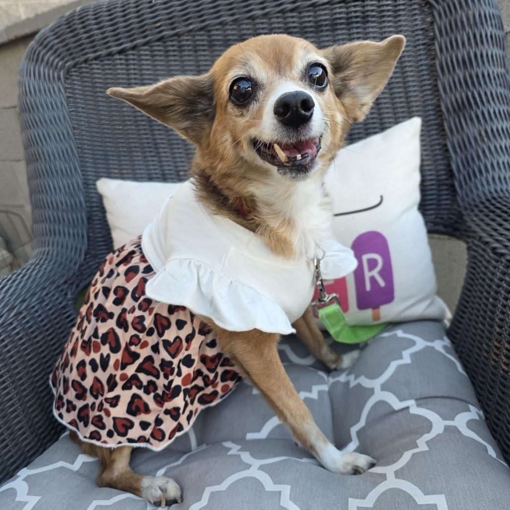Enlarge Heather Pines F NV, a Adoptable Chihuahua in Las Vegas, NV image 5/6