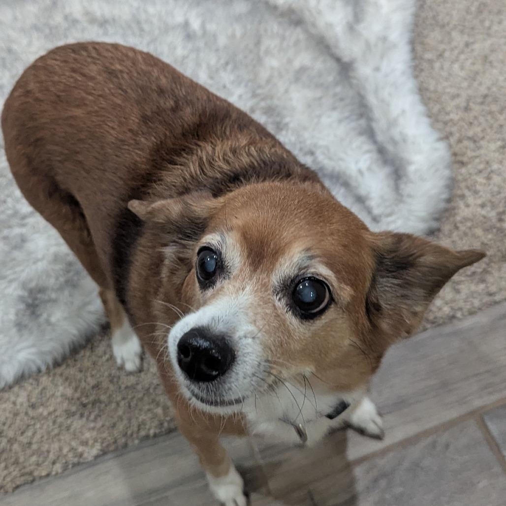 Enlarge Heather Pines F NV, a Adoptable Chihuahua in Las Vegas, NV image 6/6