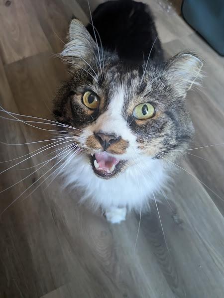 Enlarge Mocha, a Adoptable Domestic Long Hair in Milwaukee, WI image 1/1