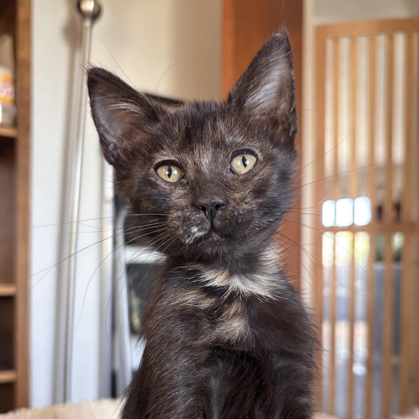 Enlarge Jessie, a Adoptable Domestic Short Hair in Sonora, CA image 1/1