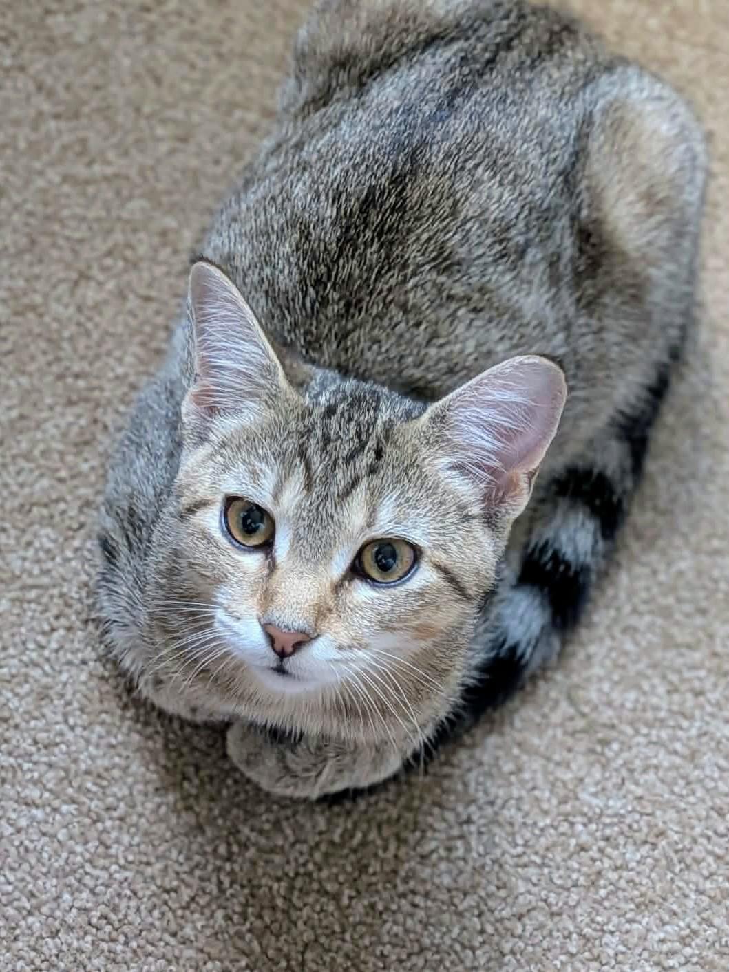 Enlarge Reese, a Adoptable Domestic Short Hair in Johnsburg, IL image 3/3