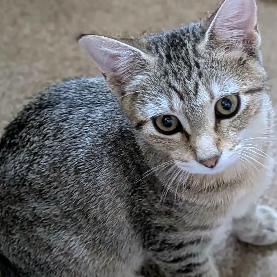 Enlarge Reese, a Adoptable Domestic Short Hair in Johnsburg, IL image 2/3