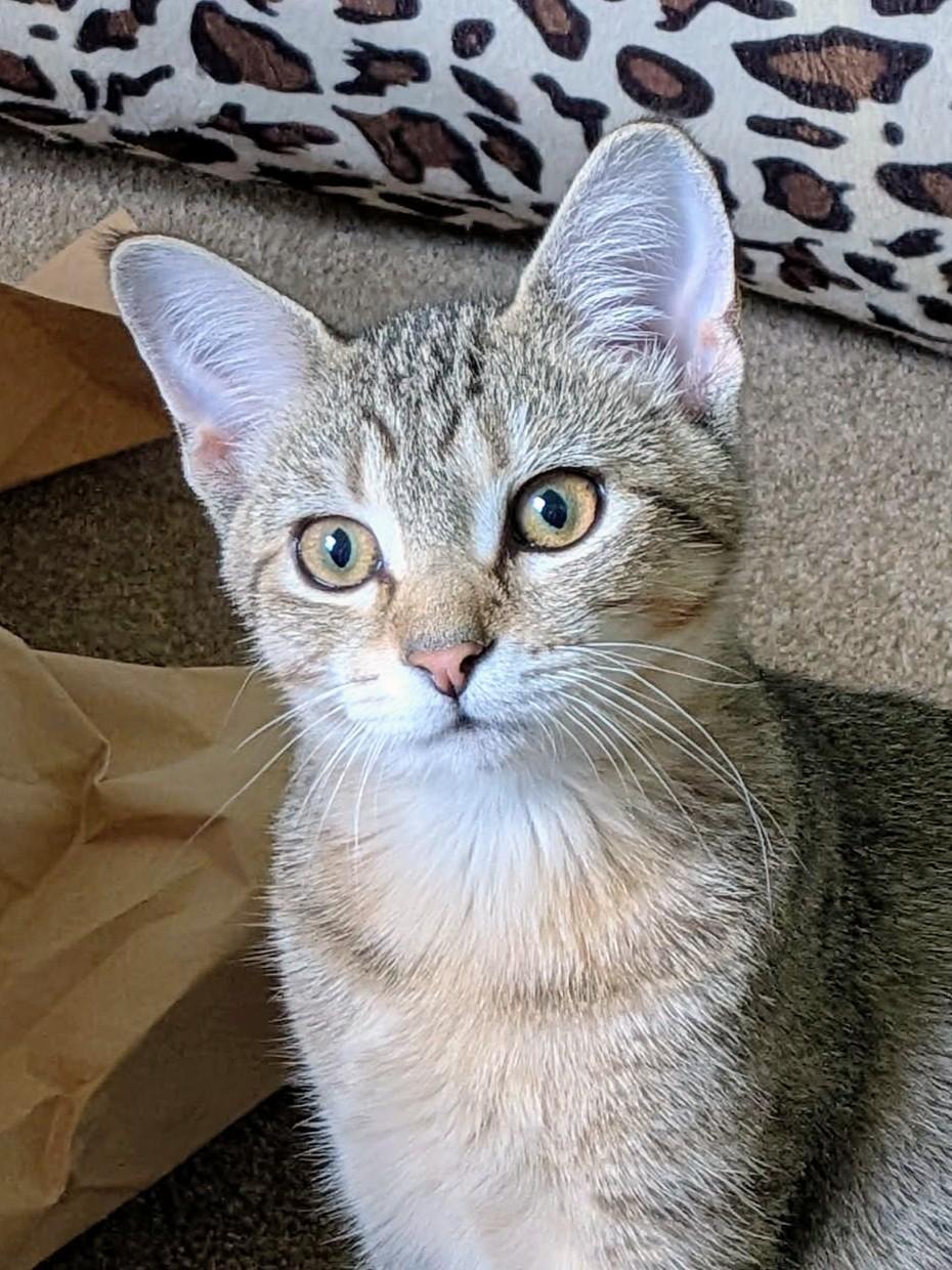 Reese, Adoptable, Kitten Female Domestic Short Hair.