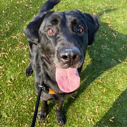 Grim, Adoptable, Adult Male Labrador Retriever & Mixed Breed.