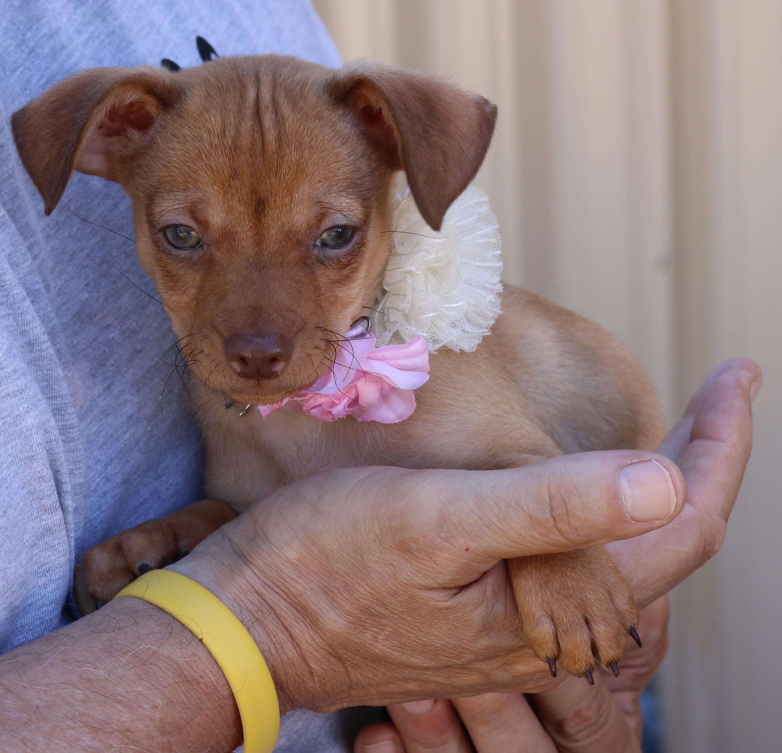Twinkles, adopted, Puppy Female Dachshund & Chihuahua.