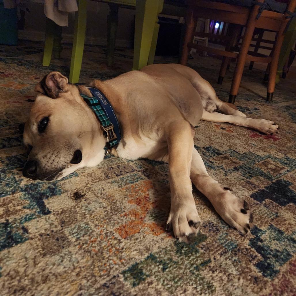 Enlarge Dusty, a Adoptable Black Mouth Cur in Lutz, FL image 1/6