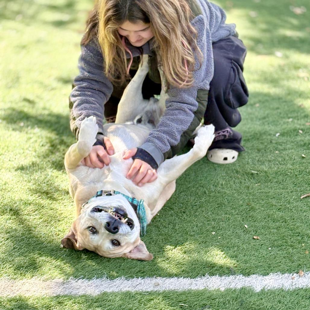 Dusty, a Adoptable Black Mouth Cur in Lutz, FL image 2/6