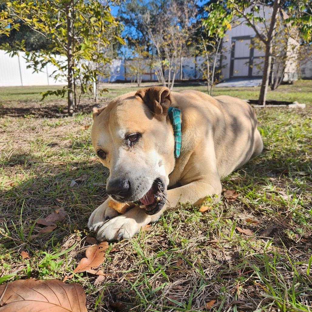Enlarge Dusty, a Adoptable Black Mouth Cur in Lutz, FL image 2/6
