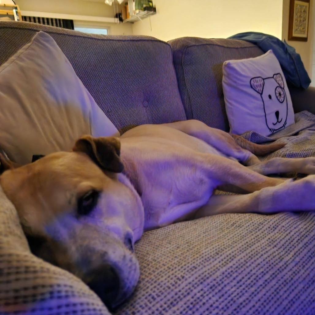 Enlarge Dusty, a Adoptable Black Mouth Cur in Lutz, FL image 3/6