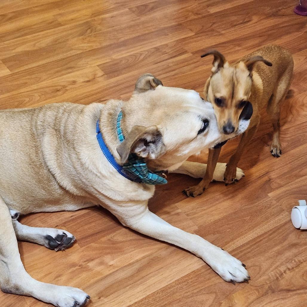 Enlarge Dusty, a Adoptable Black Mouth Cur in Lutz, FL image 4/6