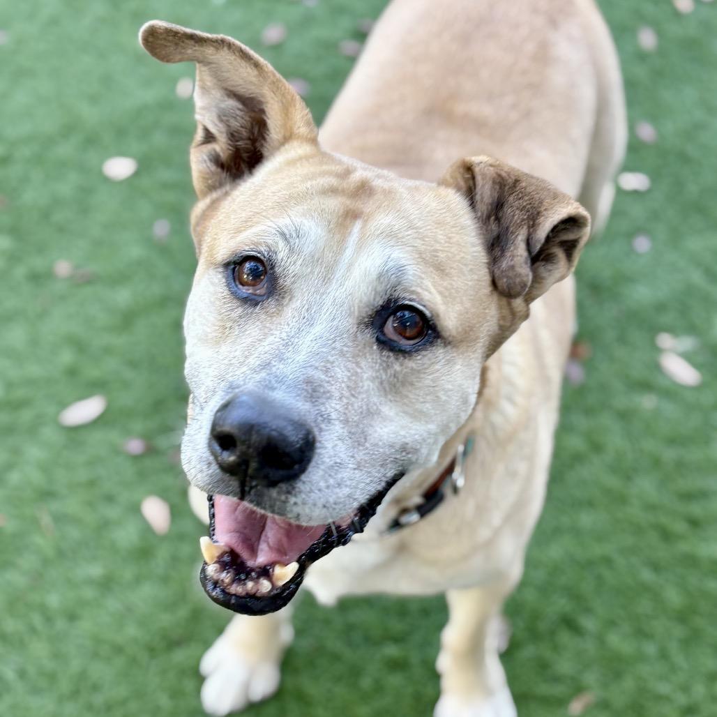 Enlarge Dusty, a Adoptable Black Mouth Cur in Lutz, FL image 5/6
