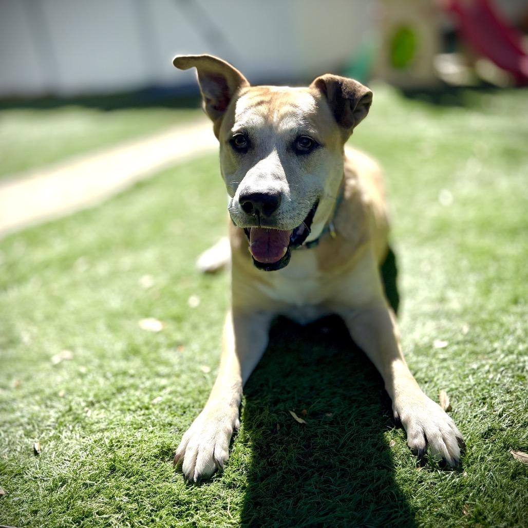 Dusty, a Adoptable Black Mouth Cur in Lutz, FL image 5/6