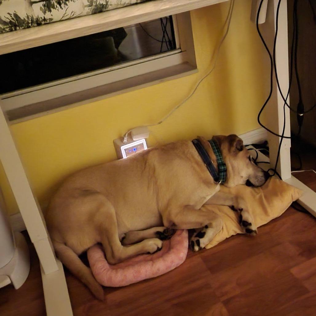 Enlarge Dusty, a Adoptable Black Mouth Cur in Lutz, FL image 6/6