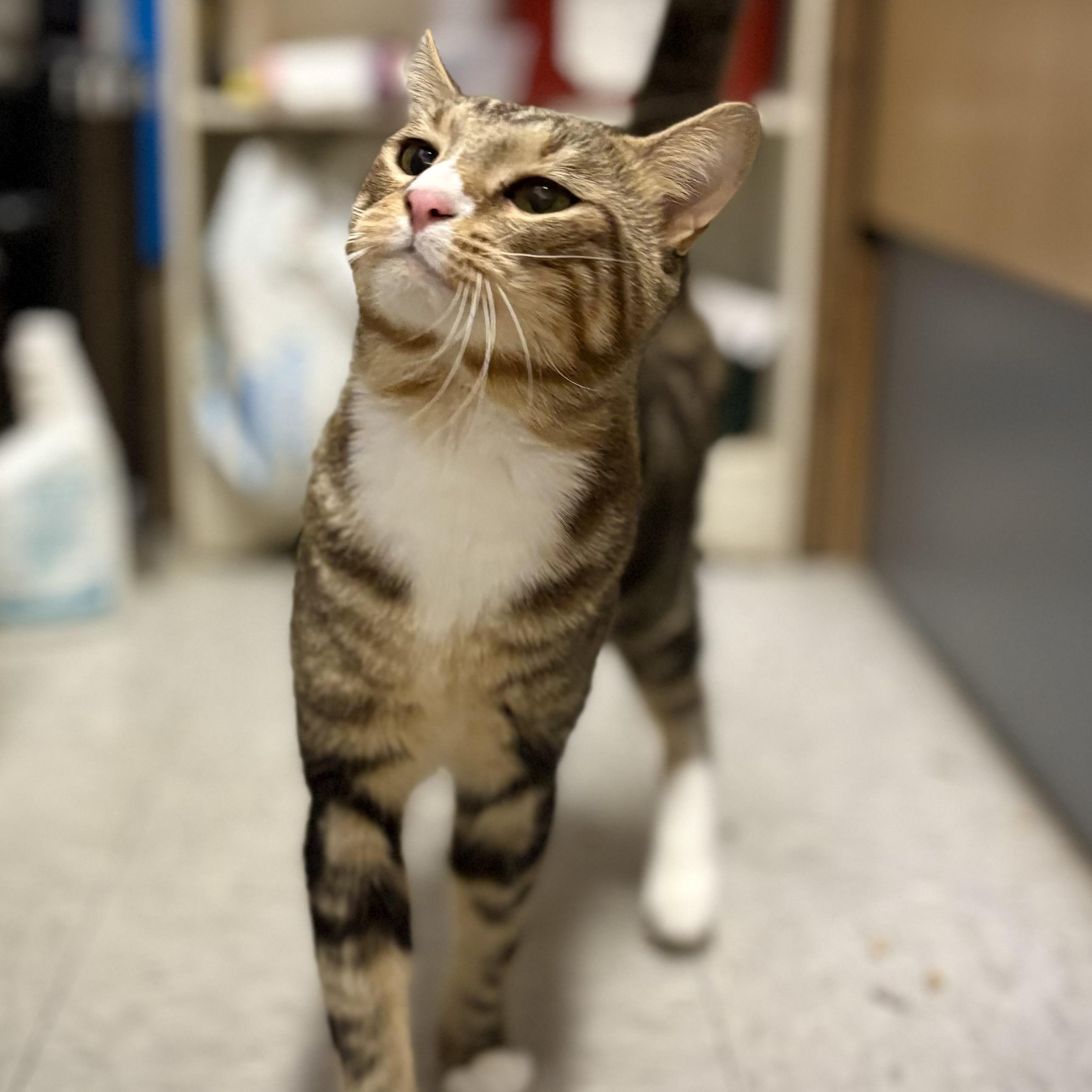 SYMBA, an adopted Domestic Short Hair in Schnecksville, PA image 2/2