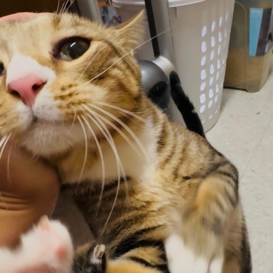 SYMBA, adopted, Adult Male Domestic Short Hair.