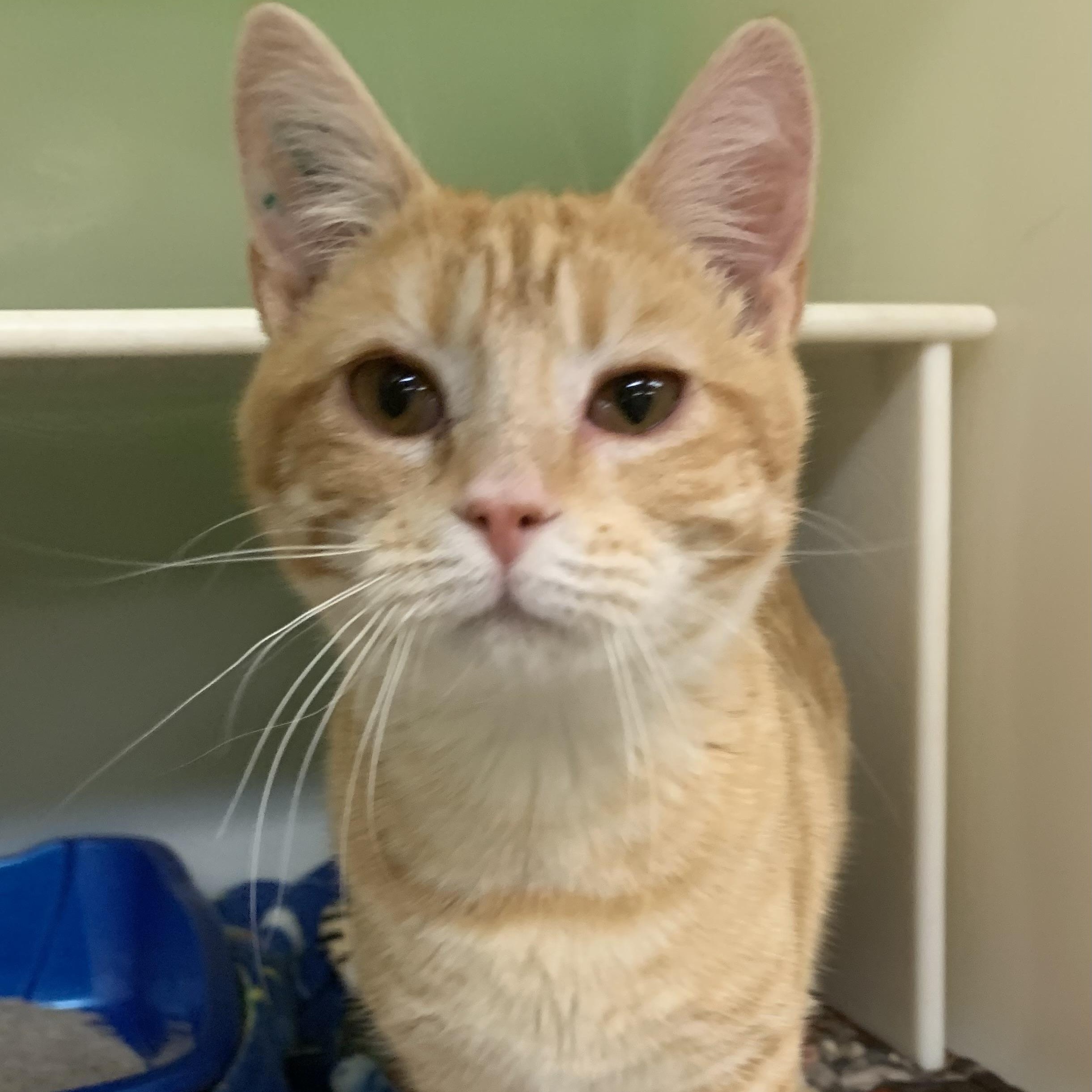 Siri, Adopted, Young Female Domestic Short Hair.