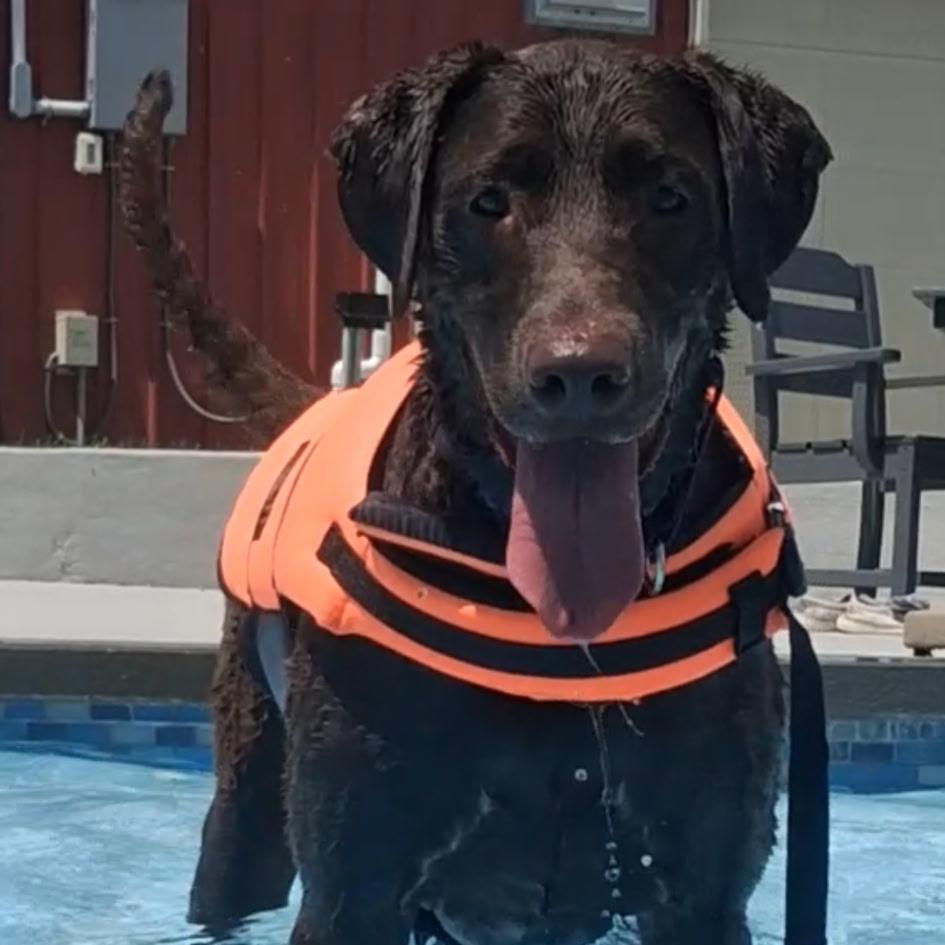 Rip, Adoptable, Adult Male Chocolate Labrador Retriever.