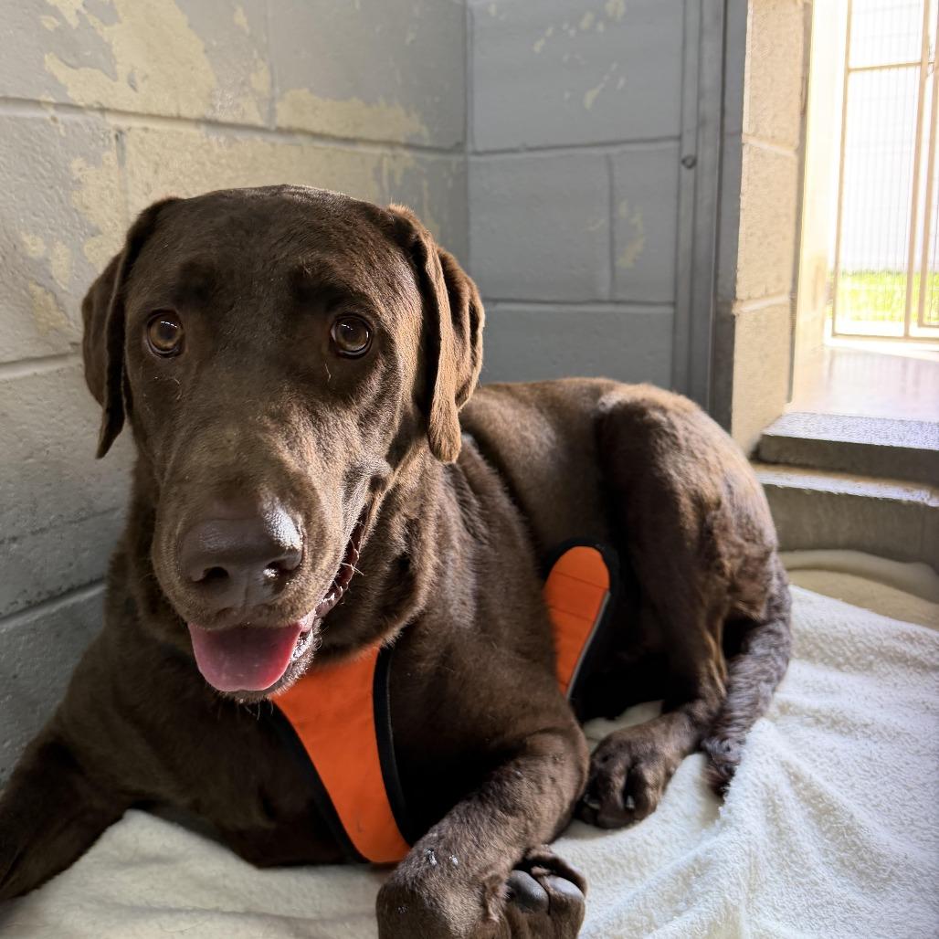 Enlarge Rip, a Adoptable Chocolate Labrador Retriever in Camden, DE image 2/2