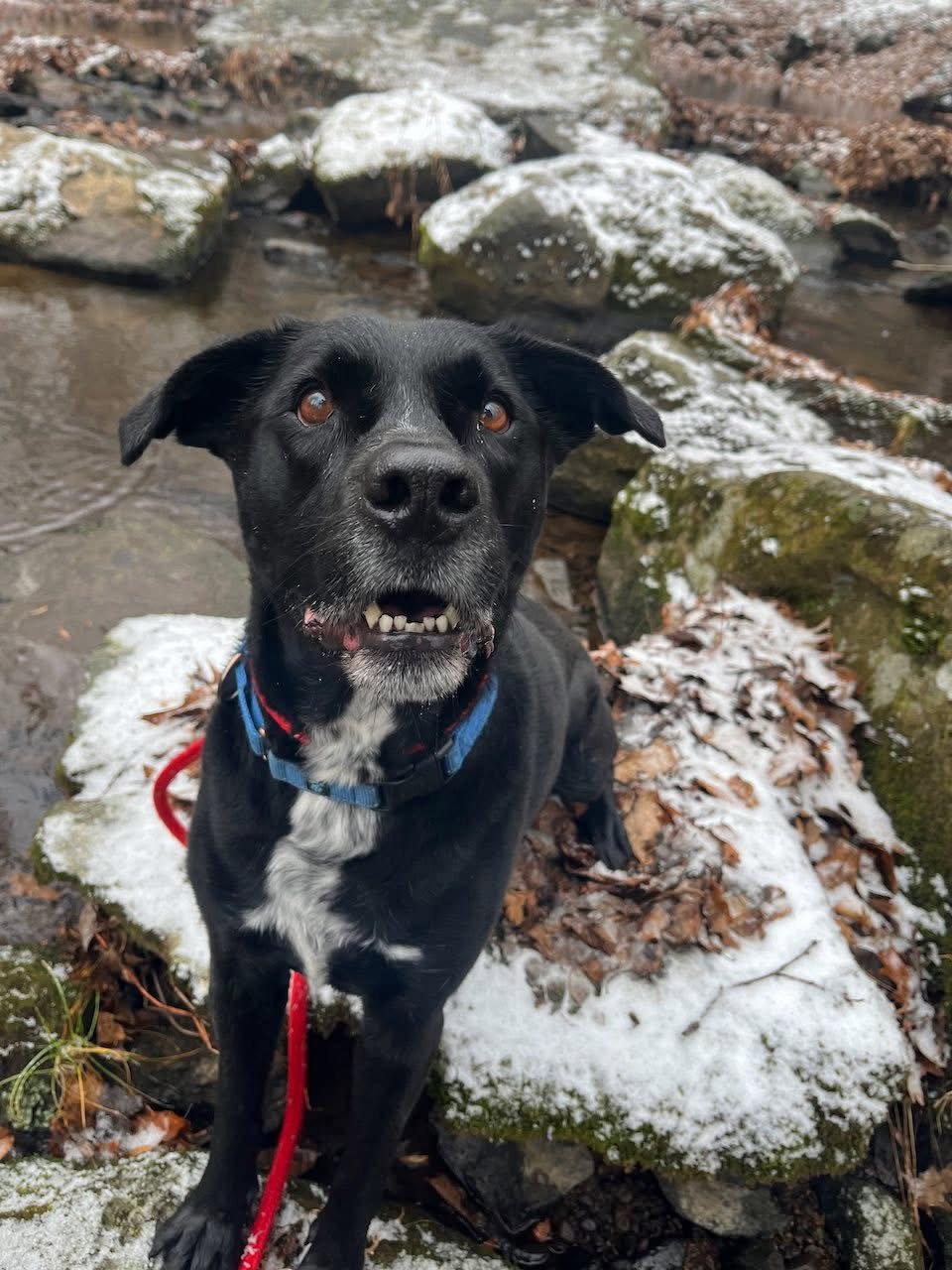 Lucky Havard, Adoptable, Adult Male Labrador Retriever & Australian Cattle Dog / Blue Heeler.