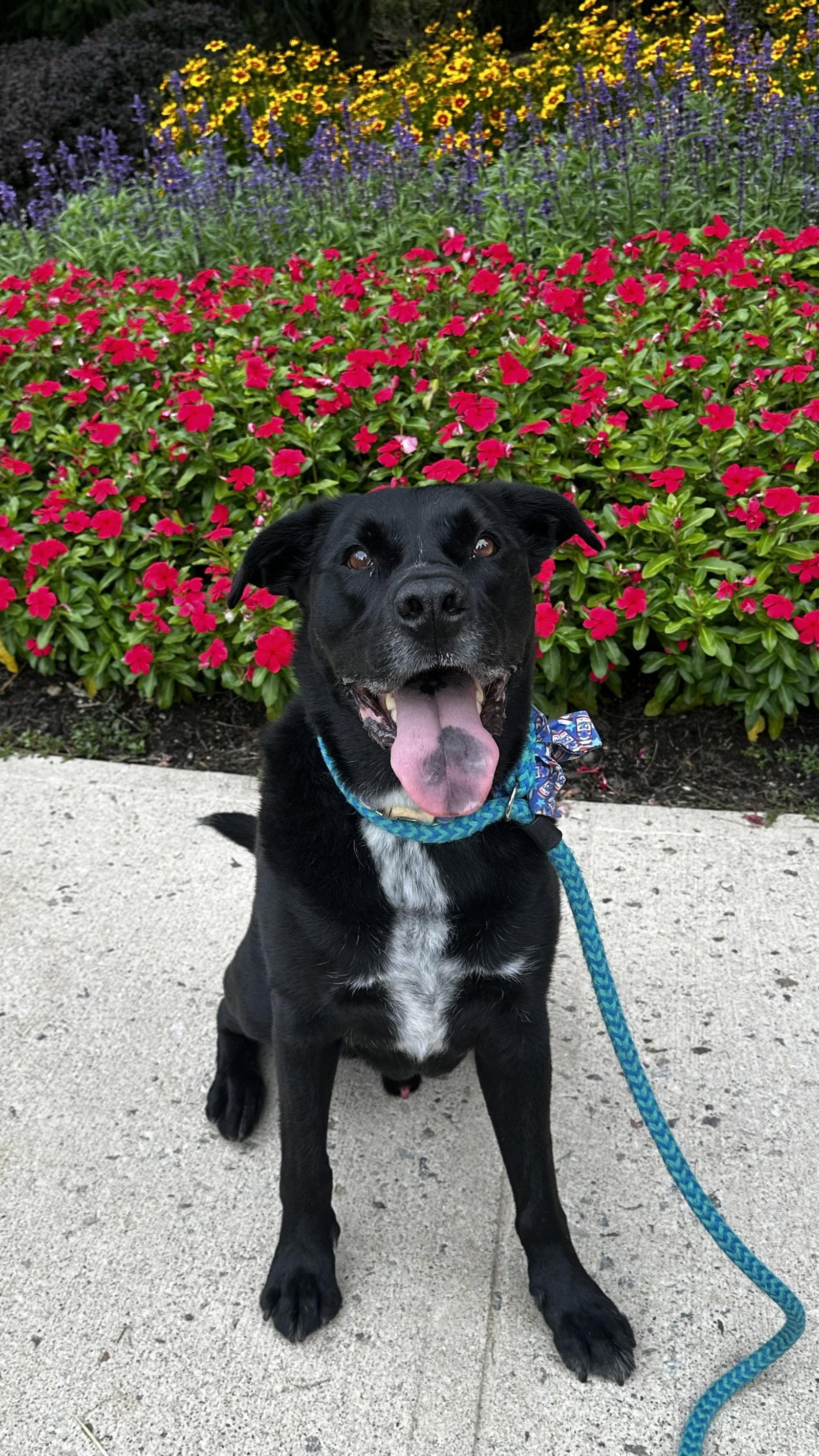 Enlarge Lucky Havard, a Adoptable mixed breed in Rockaway, NJ image 2/3
