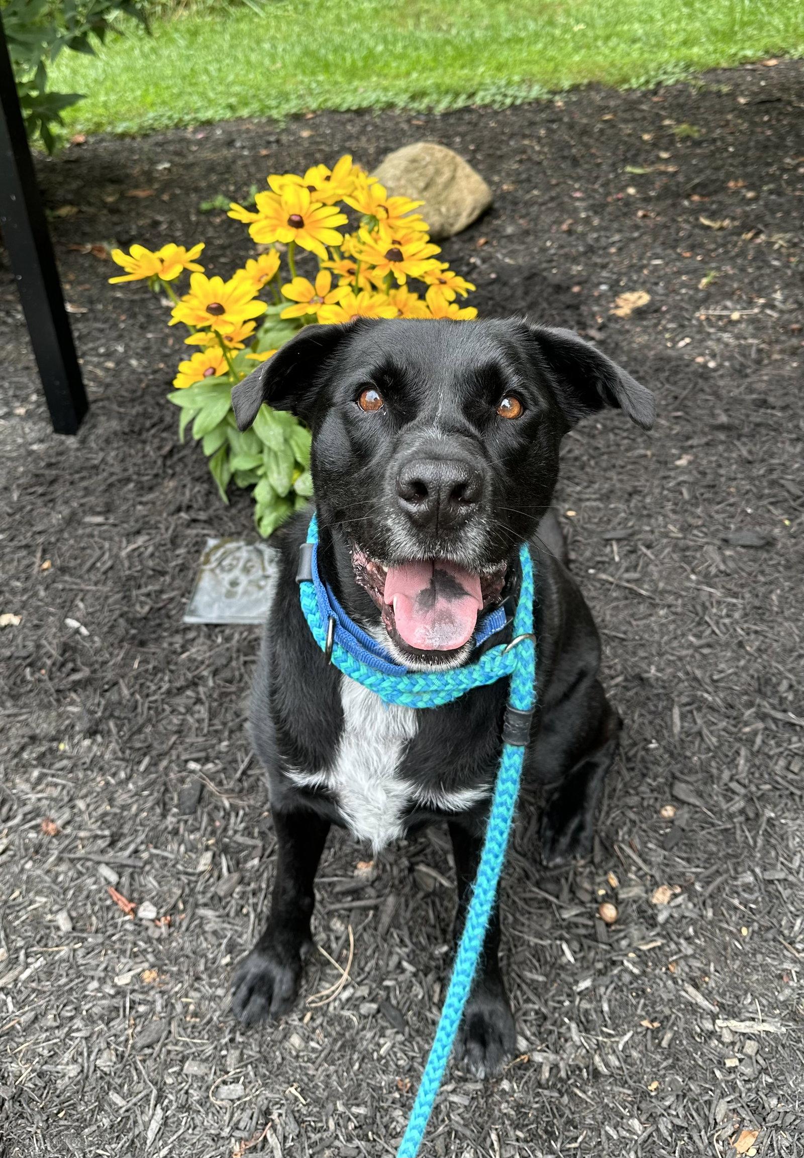 Enlarge Lucky Havard, a Adoptable mixed breed in Rockaway, NJ image 3/3