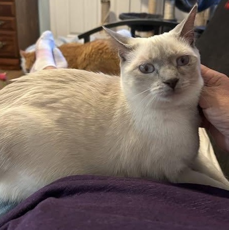 Esther - Sweet Beauty (needs a home with Siamese experience), an adoptable mixed breed in Macomb, MI image 2/3