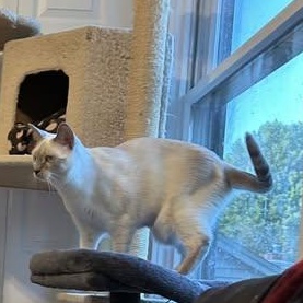 Esther - Sweet Beauty (needs a home with Siamese experience), an adoptable mixed breed in Macomb, MI image 3/3