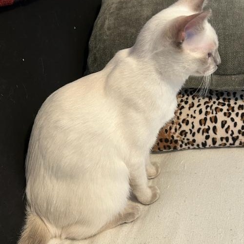 Enlarge Esther - Sweet Beauty (needs a home with Siamese experience), a ADOPTABLE mixed breed in Macomb, MI image 2/3