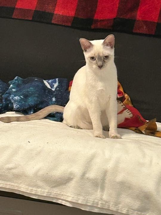 Esther - Sweet Beauty, ADOPTABLE, Young Female Siamese & Domestic Short Hair.