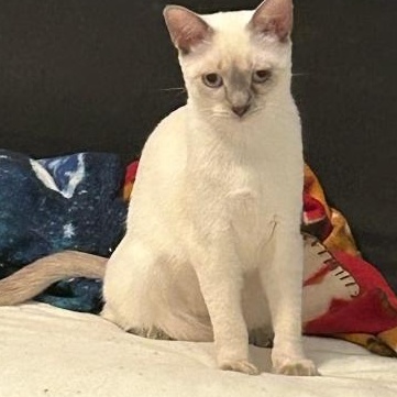 Enlarge Esther - Sweet Beauty (needs a home with Siamese experience), a ADOPTABLE mixed breed in Macomb, MI image 1/3