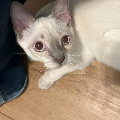 Enlarge Esther - Sweet Beauty (needs a home with Siamese experience), a ADOPTABLE mixed breed in Macomb, MI image 3/3