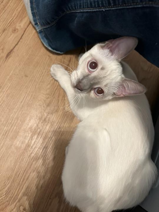 Enlarge Esther - Sweet Beauty, a ADOPTABLE mixed breed in Macomb, MI image 3/3