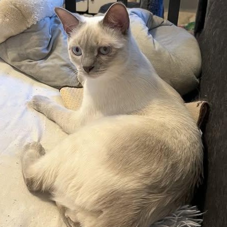 Esther - Sweet Beauty (needs a home with Siamese experience), an adoptable mixed breed in Macomb, MI image 1/3