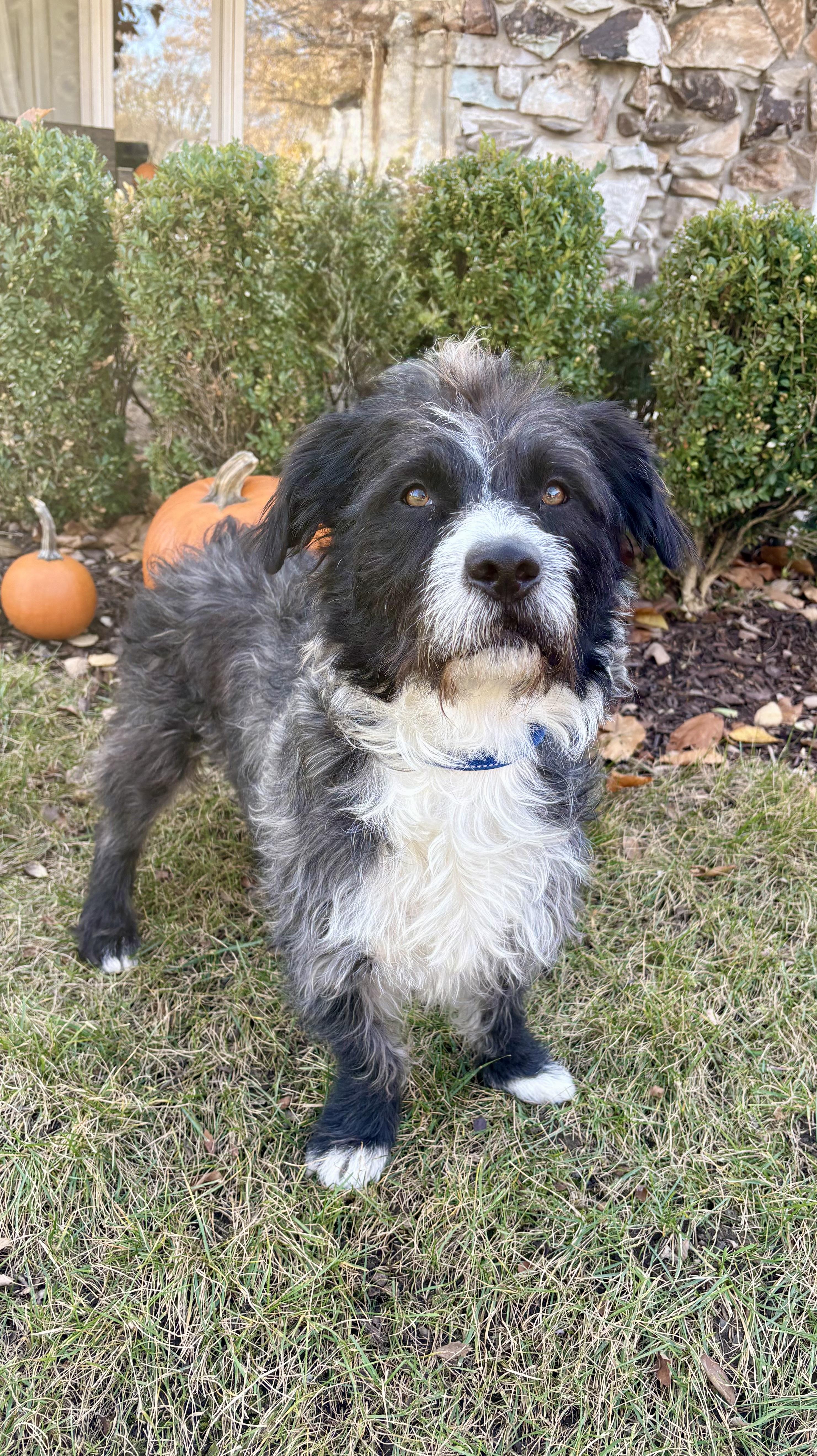 Sully, an adopted mixed breed in Orland Park, IL image 2/3