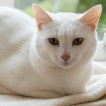 Colquitt 3 - Elinor, Adoptable, Kitten Female Domestic Medium Hair.
