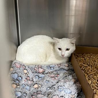 Enlarge Colquitt 3 - Elinor, a Adoptable Domestic Medium Hair in Donalsonville, GA image 2/2
