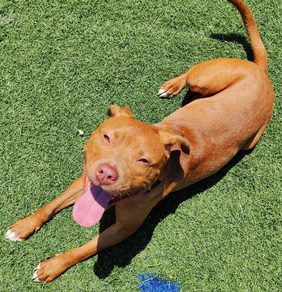 Enlarge Buster, a Adoptable mixed breed in Gainesville, GA image 1/3