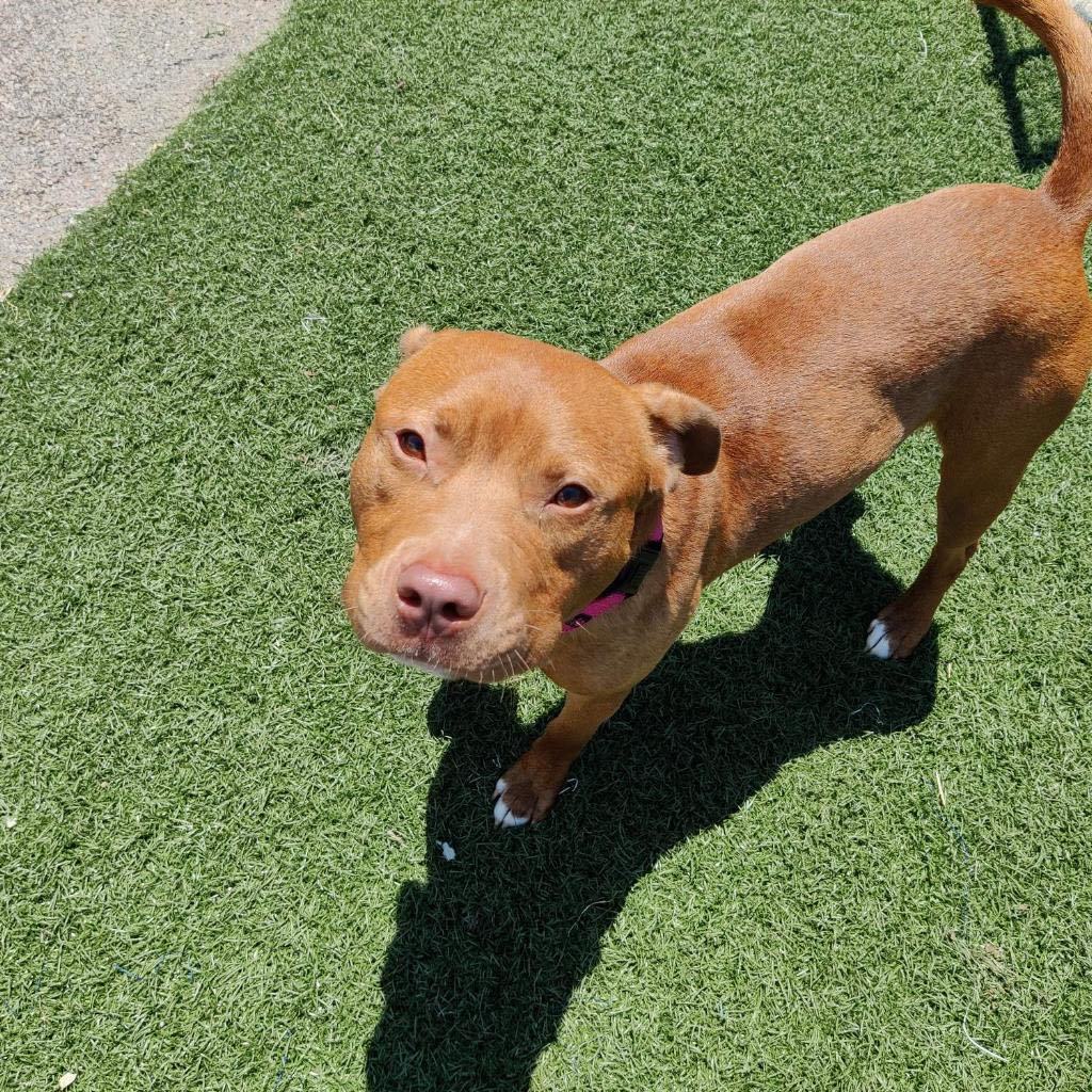 Enlarge Buster, a Adoptable mixed breed in Gainesville, GA image 3/3
