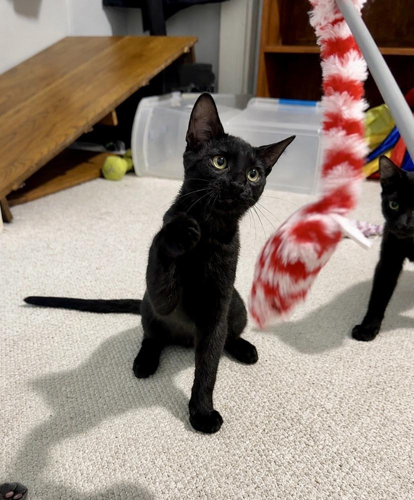 Jean Ralphio, Adoptable, Kitten Male Domestic Short Hair.