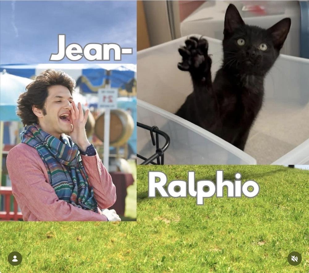 Enlarge Jean Ralphio, a Adoptable mixed breed in Gardena, CA image 2/4