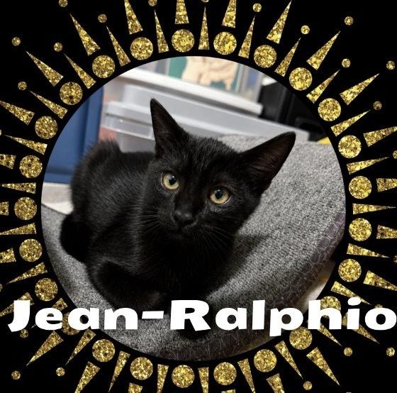 Enlarge Jean Ralphio, a Adoptable mixed breed in Gardena, CA image 3/4