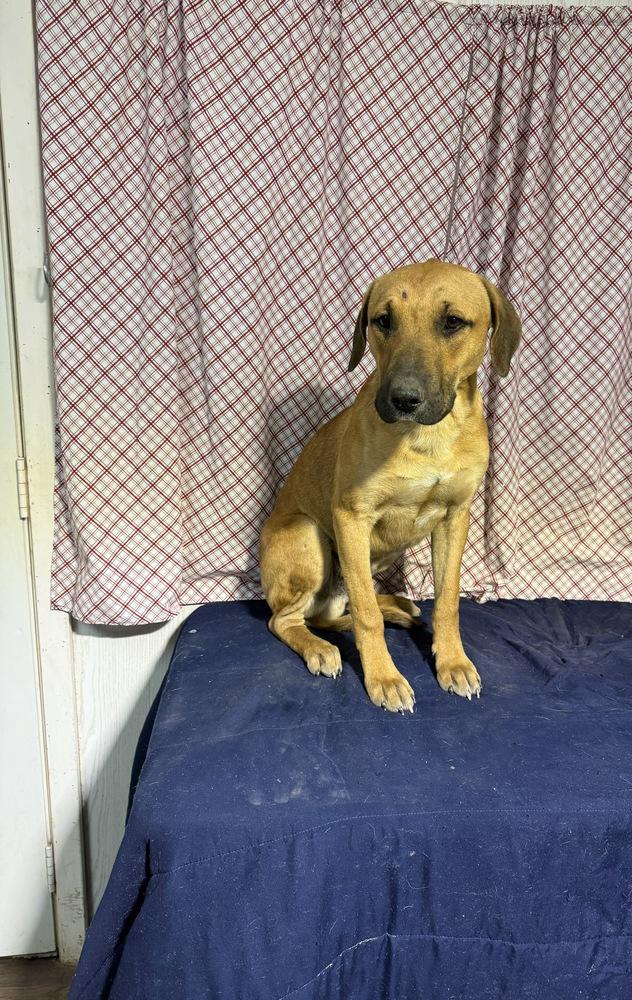 Enlarge Cap n Crunch, a Adoptable mixed breed in Opelousas, LA image 1/2